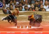 Đá Gà Uy Tín Tại 789P – Trận Đấu Chất Lượng, Hấp Dẫn